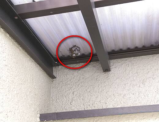 アシナガバチ注意点雨避け屋根